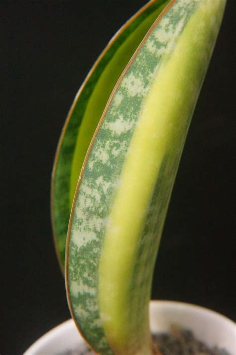 虎尾蘭屬 界|虎尾蘭屬(Sansevieria):形態特徵,生長環境,主要價值,地理分布,繁。